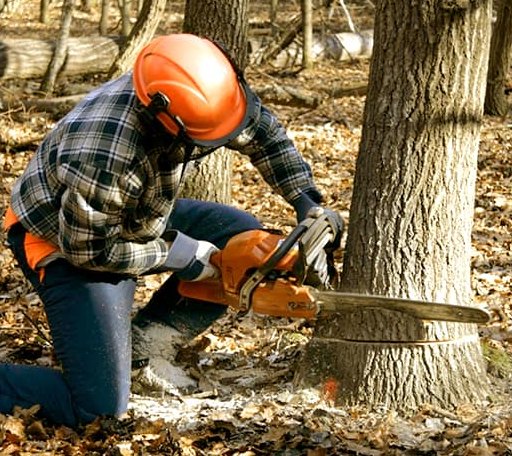 Tree Removal in Louisville, NE